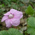 Нежный цветок морошки