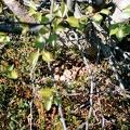 Гнездо белой куропатки