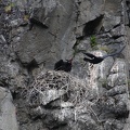 Воронье семейство в ущелье Аку-Аку, Хибины