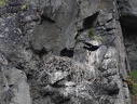 Воронье семейство в ущелье Аку-Аку, Хибины