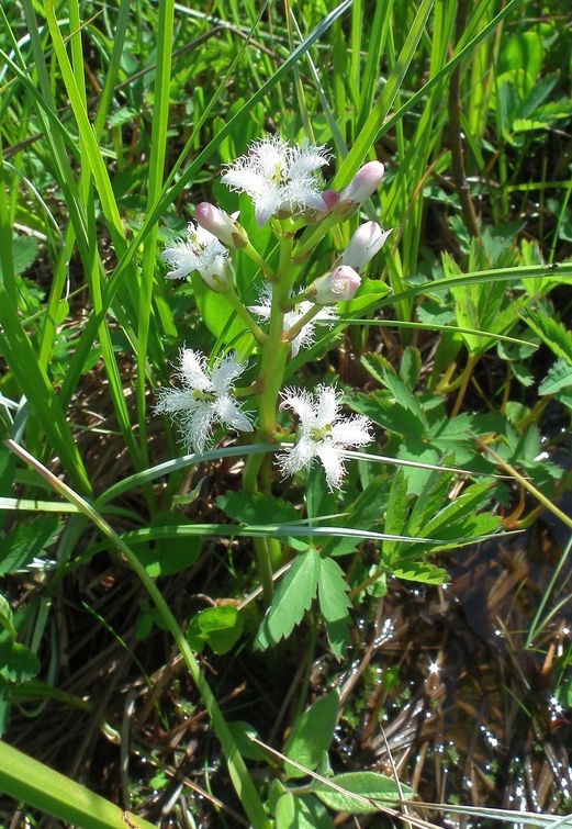 Вахта трёхлистная Menyanthes trifoliata  цветёт