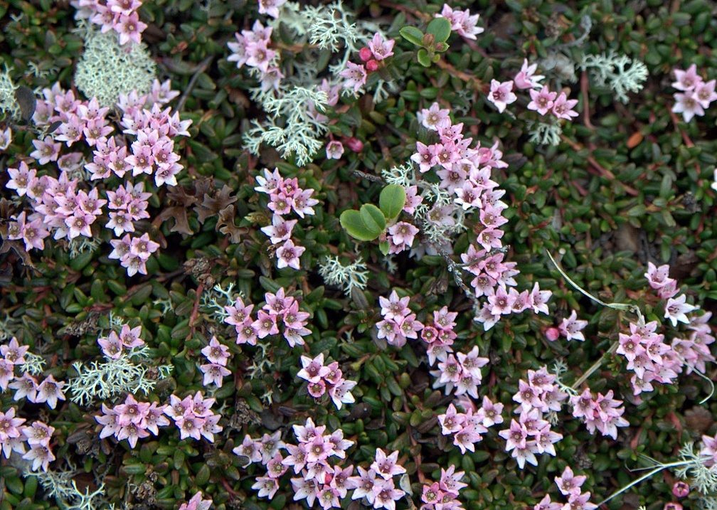 Loiseleuria procumbens - Луазелеурия лежачая