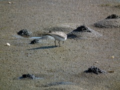 Белохвостый песочник трапезничает на морской литорали.