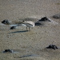 Белохвостый песочник трапезничает на морской литорали.