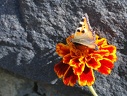 Бабочка, цветок и камень