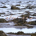 Исландские песочники во главе с малым веретенником