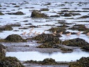 Исландские песочники во главе с малым веретенником
