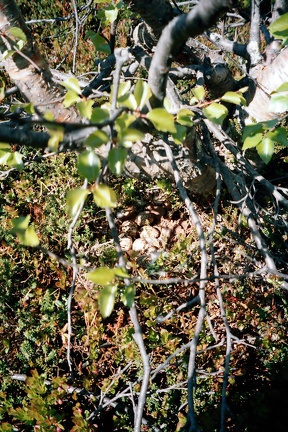 Гнездо белой куропатки