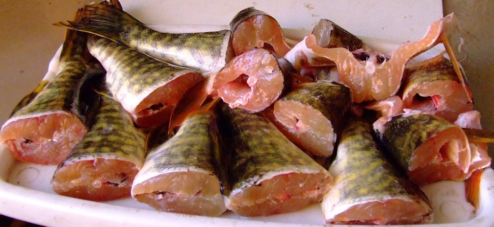 Мясо щуки. Красномясая рыба. Щука с красным мясом на Кольском полуострове.